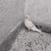 ماده سوسکی تهرانی