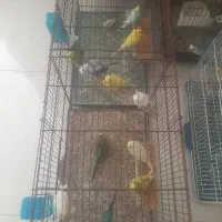 مرغ عشق معاوضه