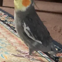 عروس هلندی سخنگو