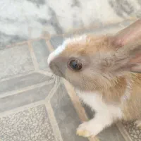 بچه خرگوش