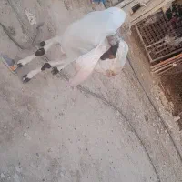 فروش چپش گلابی