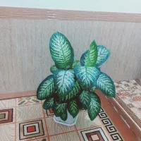 گل خانگی
