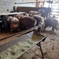 بره برای پرواربندی