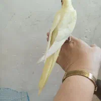 لوتینو