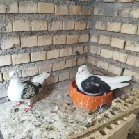 کبوتردوکت