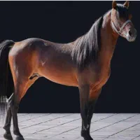 اسب نر جوان