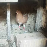 شهری زرد یخه بسته ماده