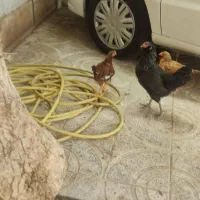 سلام.مرغ کرچ باهشتا جوجه