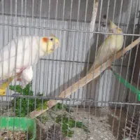 عروس هلندی