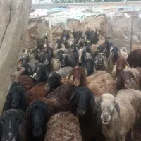 میش چاق