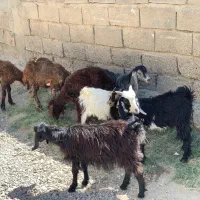 بزغاله و بره نروماده