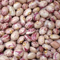 لوبیا چیتی