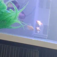 ماهی. آکواریوم