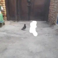 کبوتر