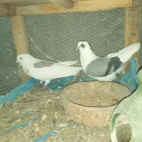دو کتی خط چایی طاقی یک کتی کله دم سیاه سرخ کاکلی