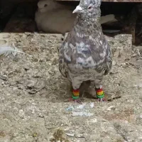 کوهی دم سفید