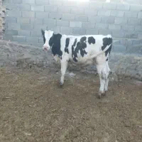 5راس گوساله نر درجه 1صنعتی.گاو