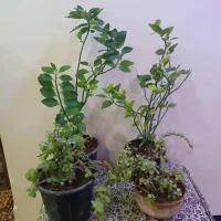 گل‌های طبیعی زیبا