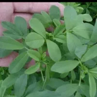 یونجه خشک دزفول