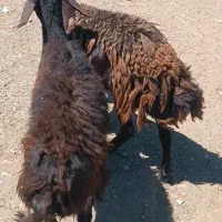 بره ماده افشاری