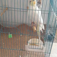 عروس هلندی ماده