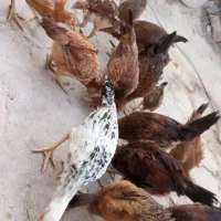 جوجه شوروایی