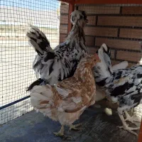 مرغ خروس گلین