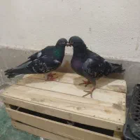 جوانه|پرنده|زاهدان, |دیوار