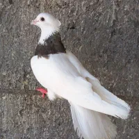 کفتر