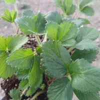 نشا توت فرنگی