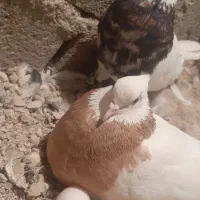 طوقی|پرنده|شهرکرد, |دیوار