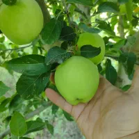 فروش سیب لبنان  سر درختی بیشتر از 100تن