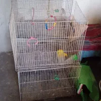 قفس پرنده قناری