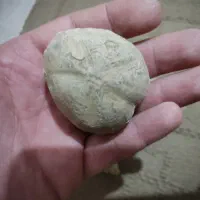 تعداد ۲۰ عدد فسیل موجود است