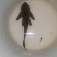 لجن خوار