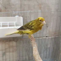 قناری نر