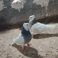 طوقی هفت رنگ کاکلی تخم کله سینه دم