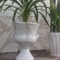 گل پاندانوس