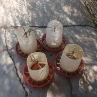 دانخوری