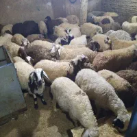 انواع نژاد برتر گوسفند زنده باسکول دیجیتال