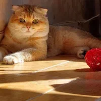 گربه نر اسکاتیش ny12