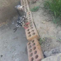 فروشی|پرنده|چناران, |دیوار