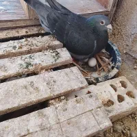 تعدادی پرنده همه باهم فروخته میشود