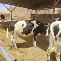 فروش گاو شیری