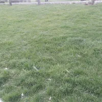 کاشت پیاز و نشا و هرس گلخانه و...
