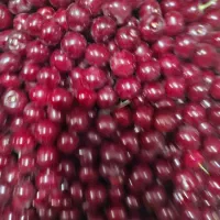 آلبالو درجه یک و دُرشت
