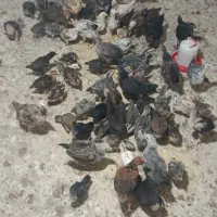 جوجه مرغ
