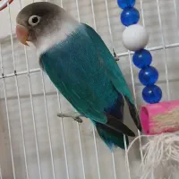 کوتوله برزیلی طوطی برزیلی