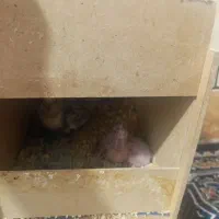 عروس هلندی