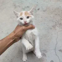 بچه گربه